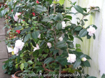 C. hyb. Willi