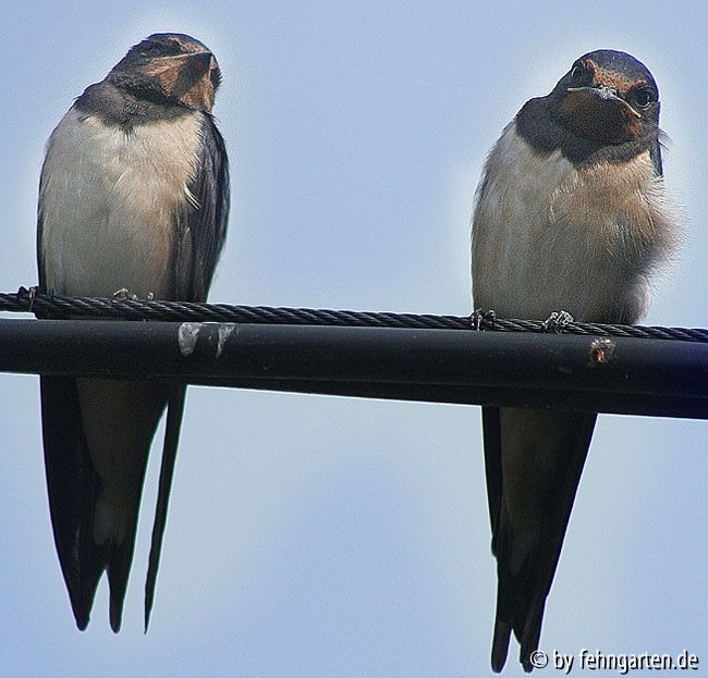 Rauchschwalben - Hirundo rustica