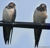 Rauchschwalben - Hirundo rustica
