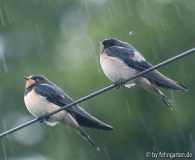 Rauchschwalben - Hirundo rustica