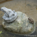 Erdkröte - Bufo bufo