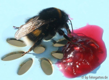 Erdhummel - Bombus terrestris