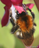 hummel an tränendem herzen