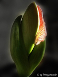 amaryllis und januarsonne