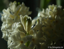 hyazinthe im januar