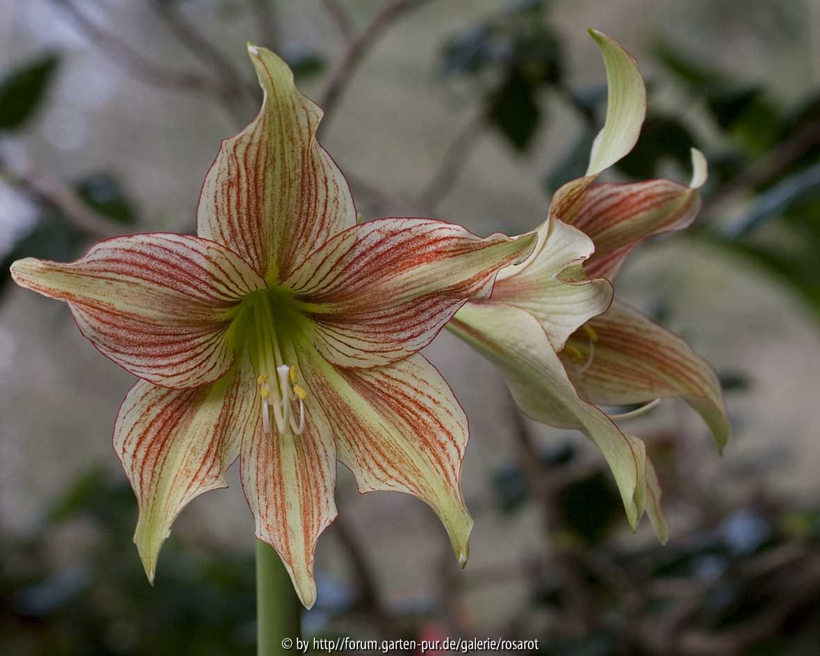 Hippeastrum Giraffe