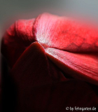 amaryllis - entfaltung