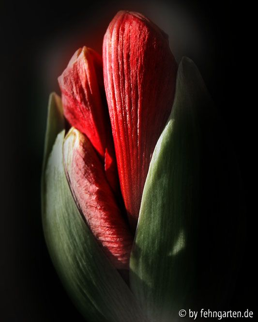 amaryllis - entfaltung