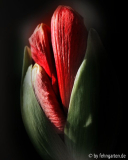 amaryllis - entfaltung