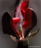 amaryllis - entfaltung
