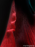 amaryllis - entfaltung