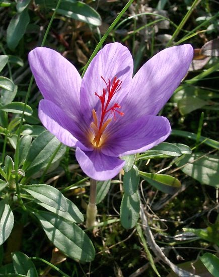 Crocus medius - Virusinfizierte Handelsform