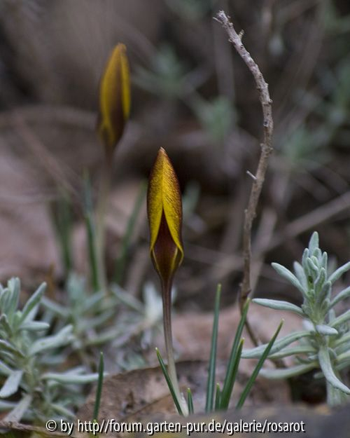 gelber Crocus mit braunen Streifen