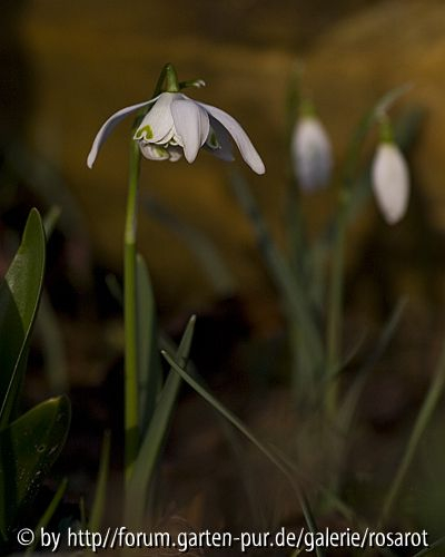 Galanthus niv. gefüllt