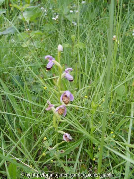 Ophrys