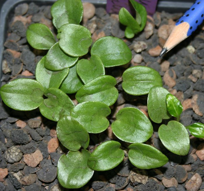 Asarum maximum - Sämlinge 2