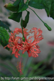 IMG_0823-Schizopetalus-mai-.jpg