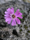 Polyschemone nivalis