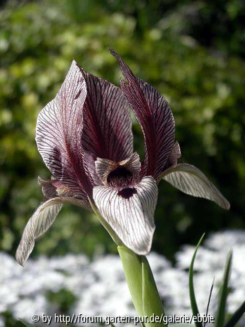 Iris acutiloba