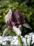 Iris acutiloba