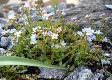 Myosotis rehsteinerii