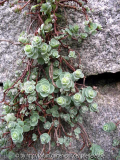 Sedum ewersii