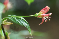 Lonicera alpigena