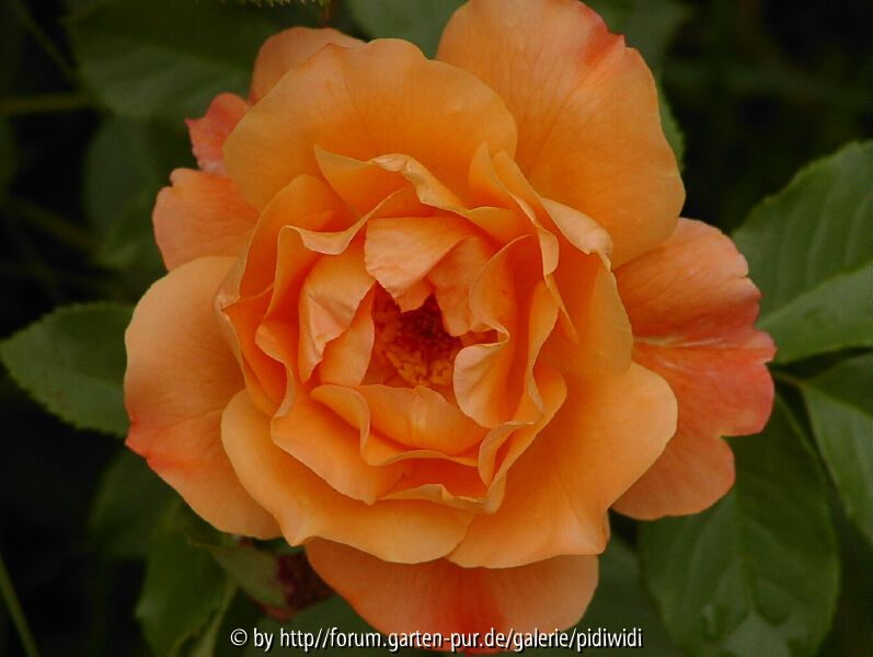Westerland 1