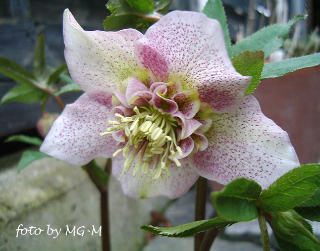 Helleborus rosa anemonenblütig