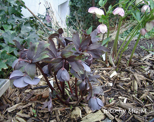 Helleborus silbergrau
