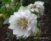 Helleborus weiss gefüllt spotted