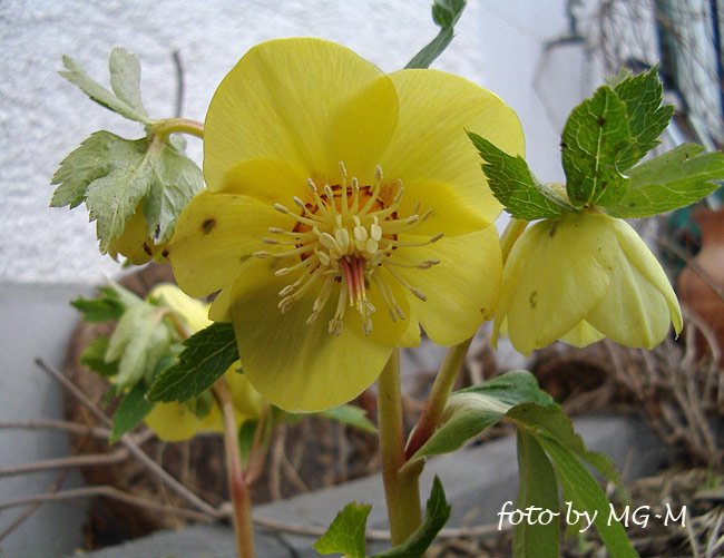 Helleborus gelb Ashwood