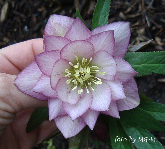 Helleborus picotee gefüllt