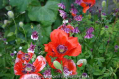 Mohn und Akelei