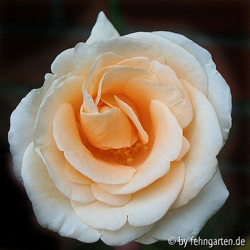 Lady Hillingdon Climbing, Blüte geöffnet und Staubgefässe