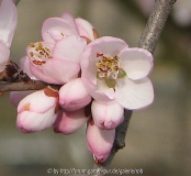 Prunus_davidiana08-01-29