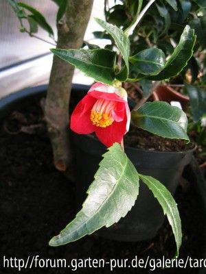 nokogiriba-tsubaki