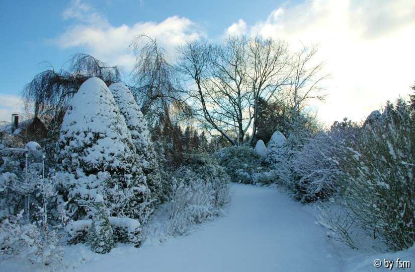 Garten im Februar 3