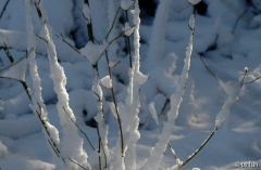 Garten im Februar 4