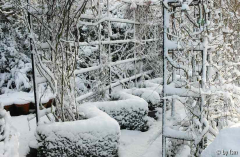 Garteneinblicke im Februar 5