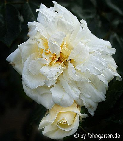 albéric barbier