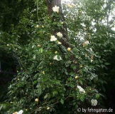 albéric barbier am pflaumenbaum