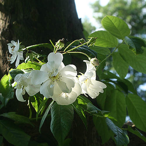 bobbie james am apfelbaum