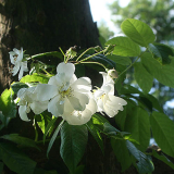 bobbie james am apfelbaum