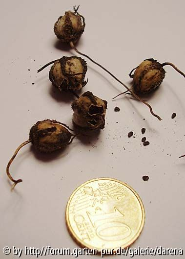 wer kennt mich? - Asarina scandens