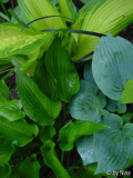 Hosta 'On Stage' ('Choko Nishiki'), 'Blu