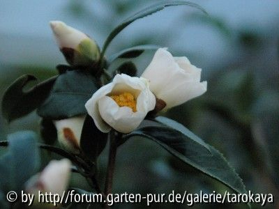 ichiraku mehrere blüten