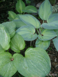 Hosta 'Striptease', 'June' und 'Spilt Mi