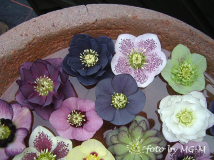 Potpourie Detail 2