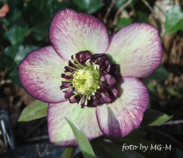 Bicolor anemone